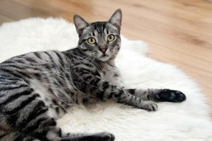 cat-468232_1280.jpg