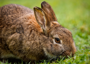 rabbit-8489271_1280.png